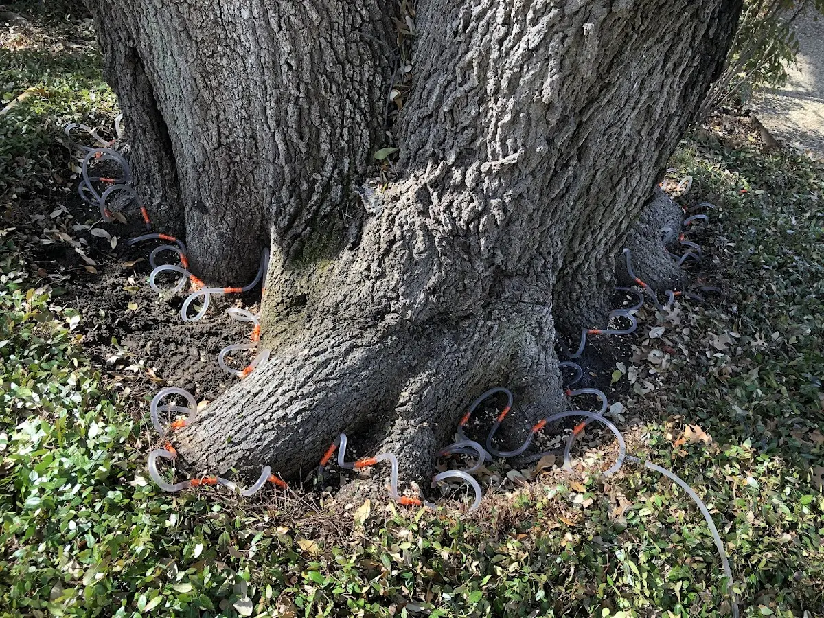 Detailed Shrub and Hedge Trimming job site in Hathaway Pines
