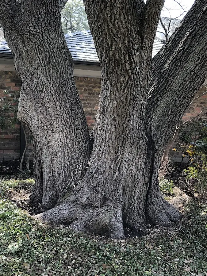 Mature heritage tree close to a Hathaway Pines property cared for by certified arborists